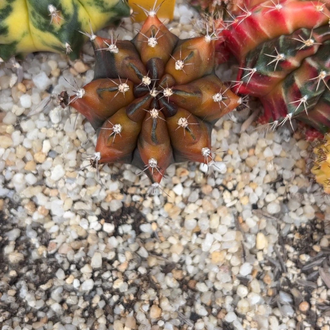 66-1221泰国发货多肉