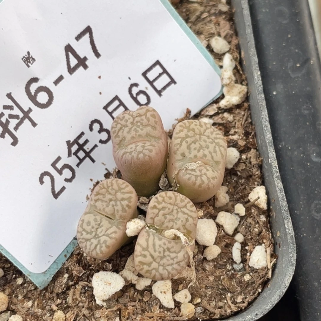 6-47鸟哈尼多肉植物