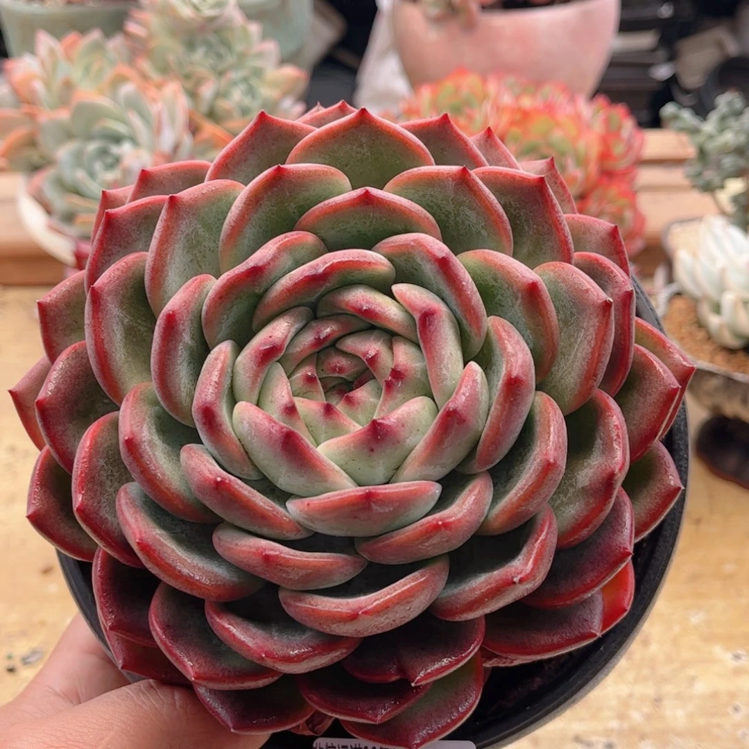 659红鸾德华多肉