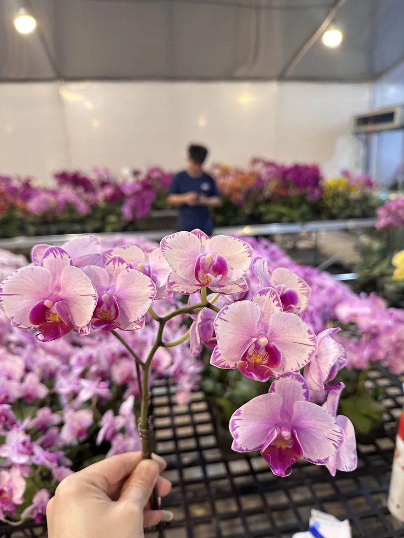 蝴蝶兰【粉闪电】广东基地水培绿植高端花卉高端摆设乔迁开店送礼