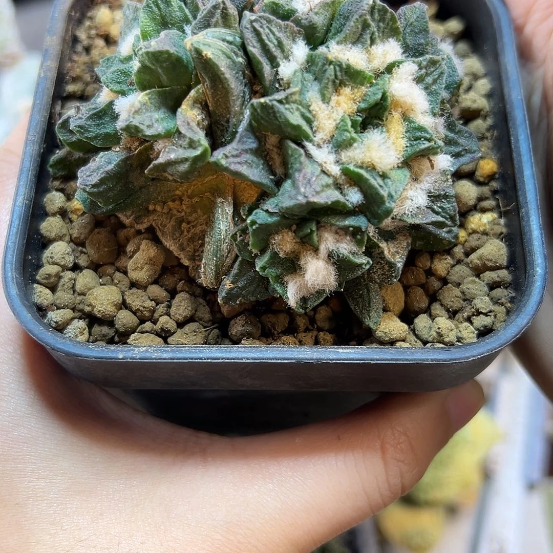 晚33号自根龙角7.3公分