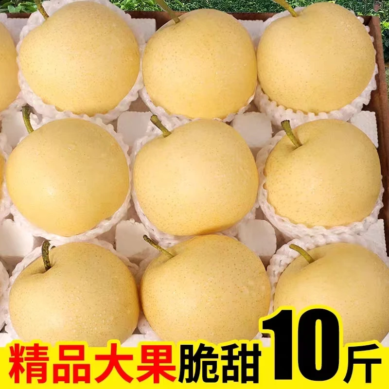 脆甜皇冠梨9斤大果河北梨子蜜梨整箱产地直发二级新鲜水果5斤包邮
