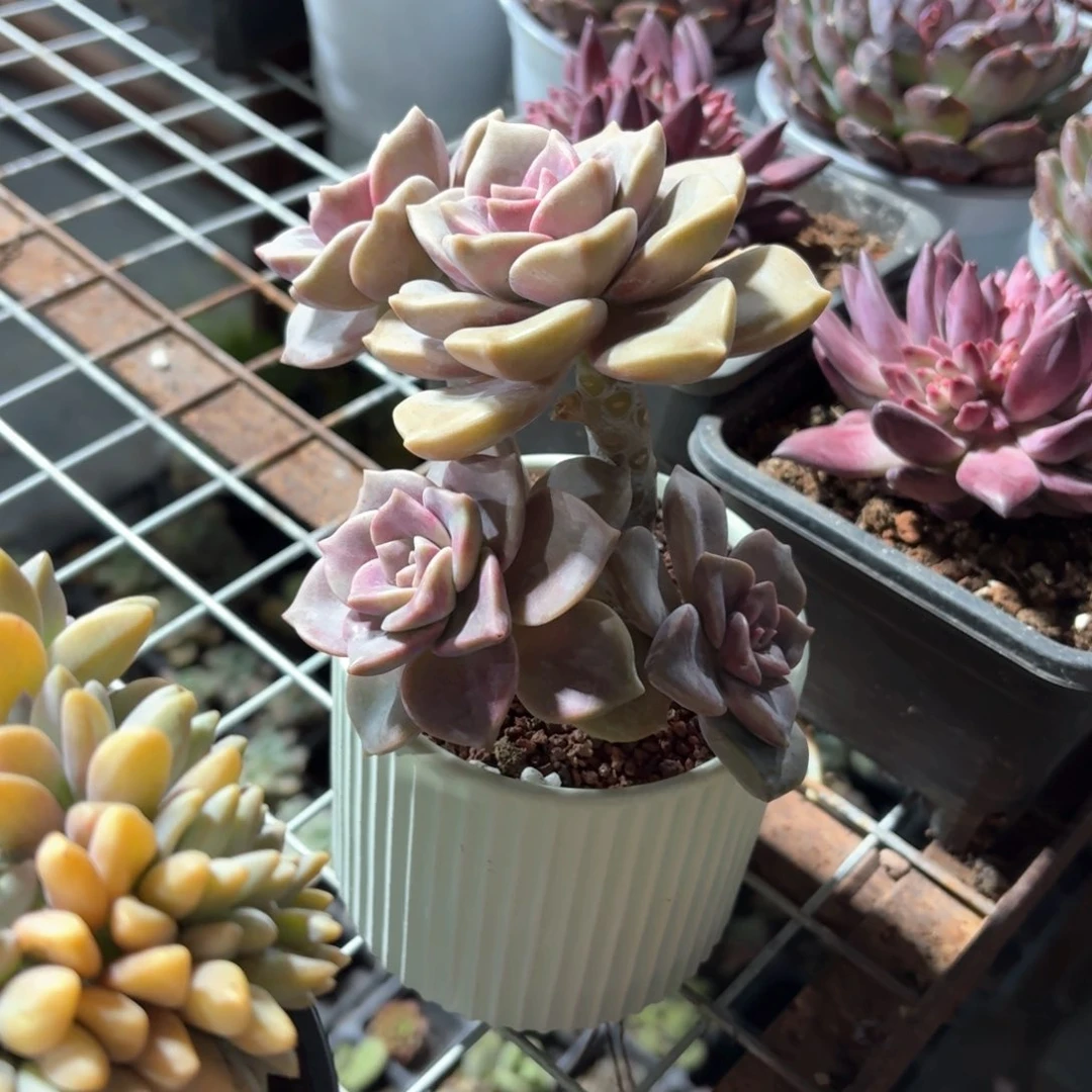 紫乐多肉带盆发货颜色随机