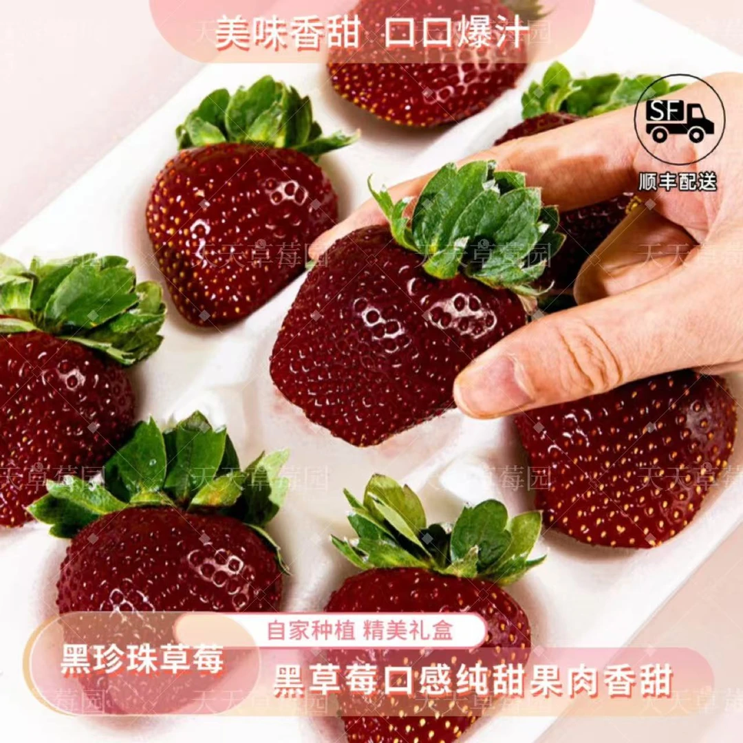 【顺丰包邮】真红美铃黑草莓草莓贵族黑珍珠草莓现摘现发香甜口1斤