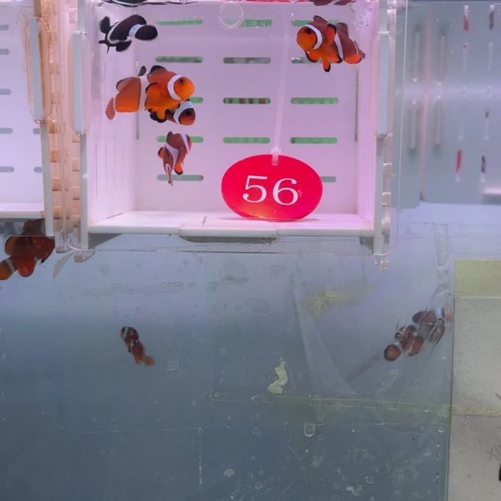 海水鱼精品混搭5条3-4