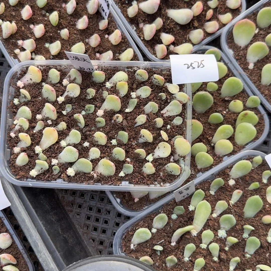 2525 一半托满20包邮