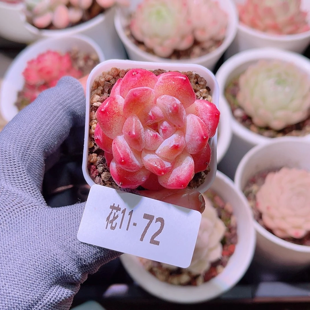 花11+72冰娃娃单头