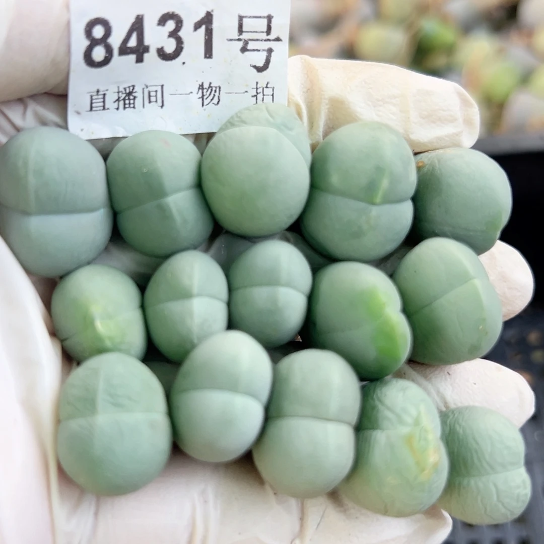 8431 好养易活生石花大母本15个