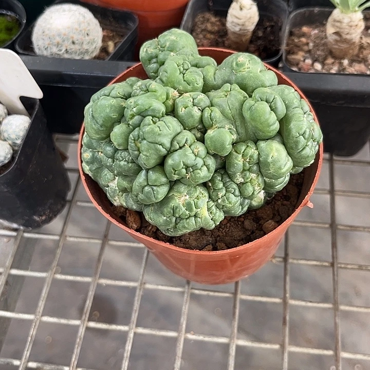 我也不知道我为什么要这样