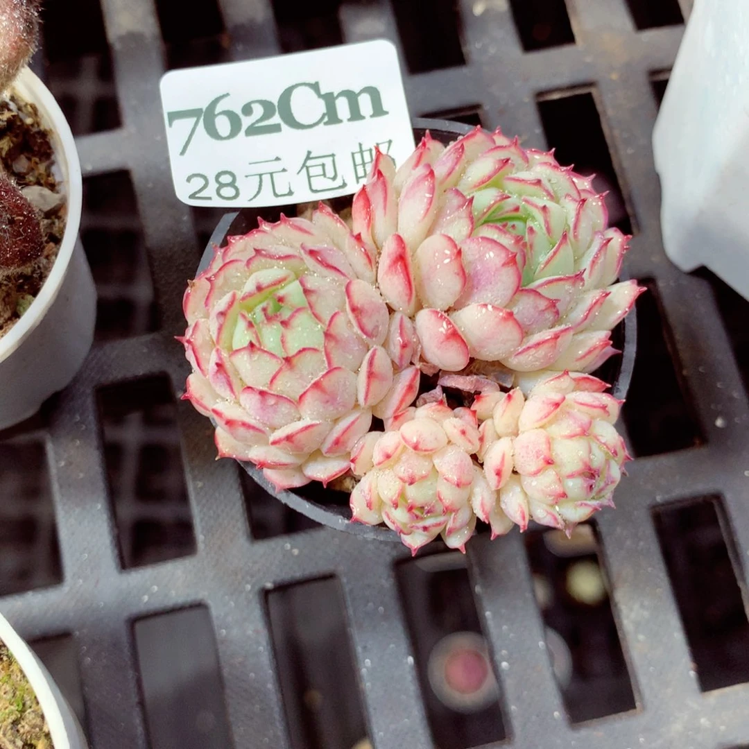 5厘米盆精控多肉762