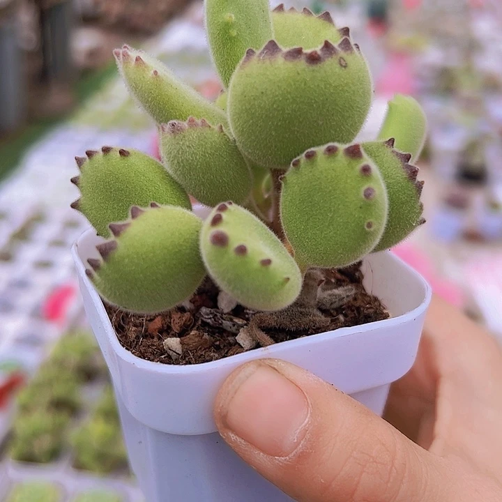 绿熊托土发货19包邮