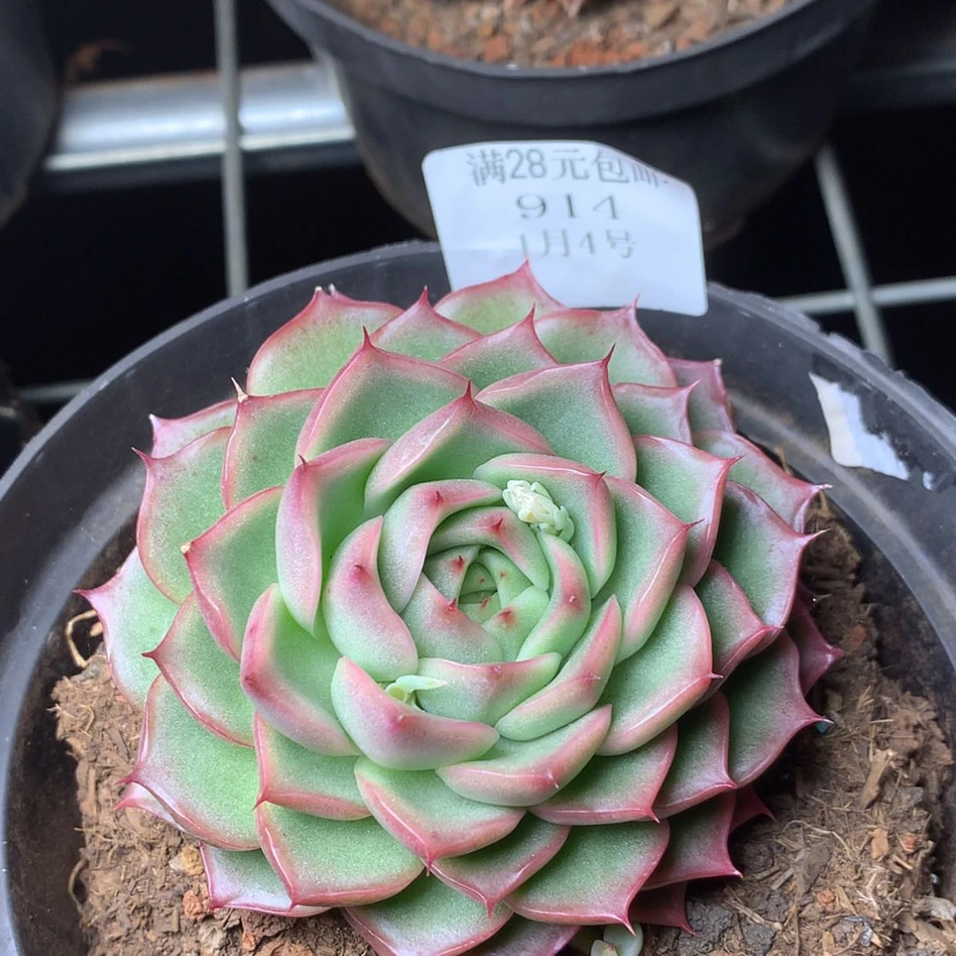 【闪购商品】云914号伊丽莎白8厘米