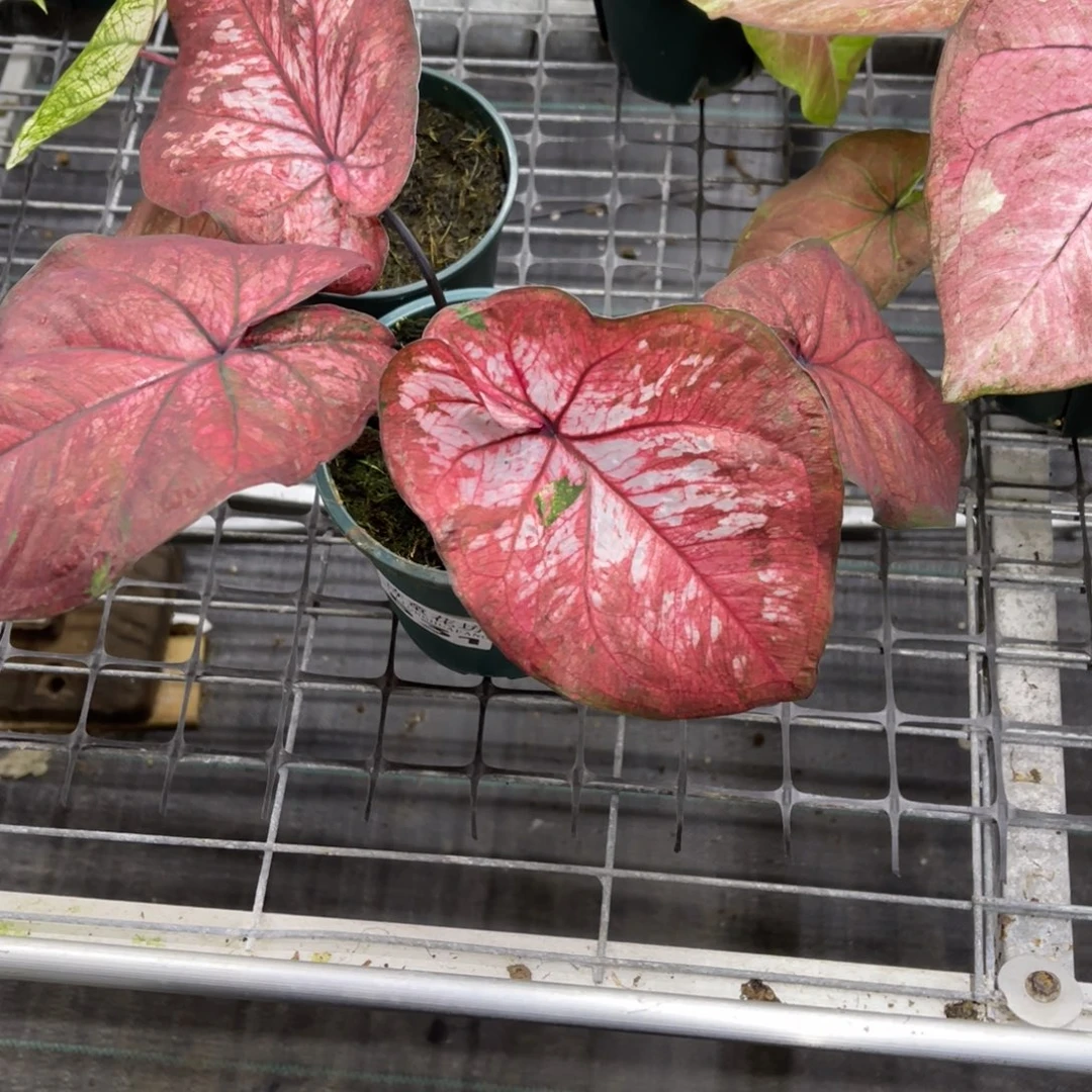 C***I无花朵              531泰海不包售后