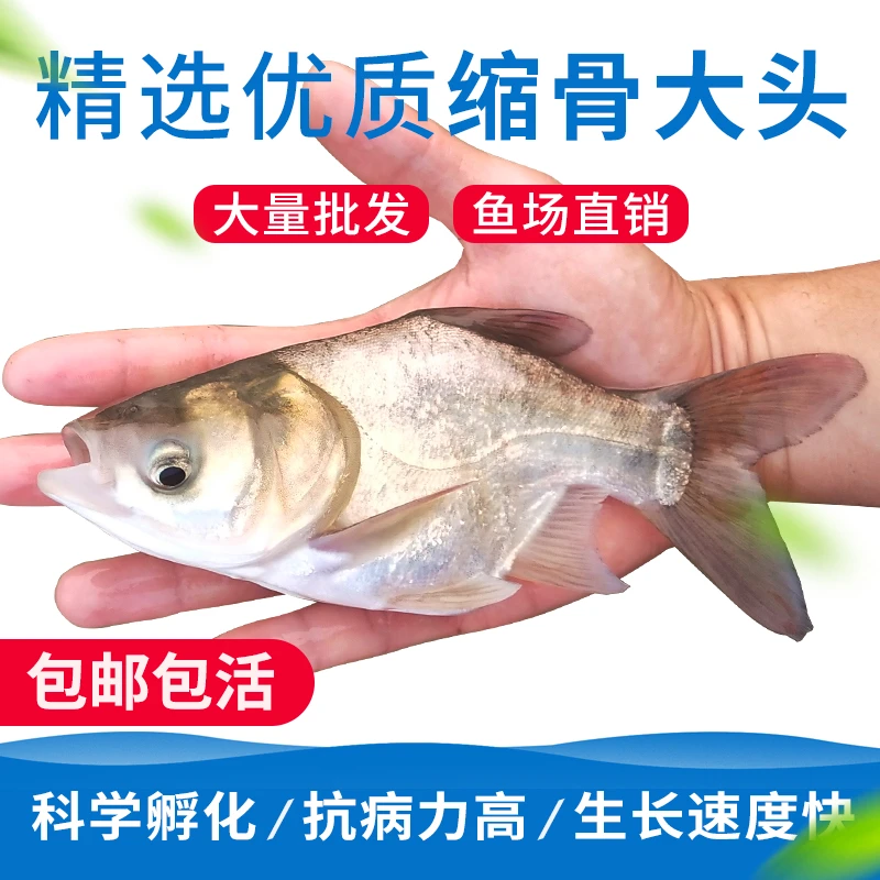 缩骨大头鱼苗大头鱼仙骨胖头鱼缩骨花鲢鲢鳙鱼花鲢鱼苗淡水食用鱼