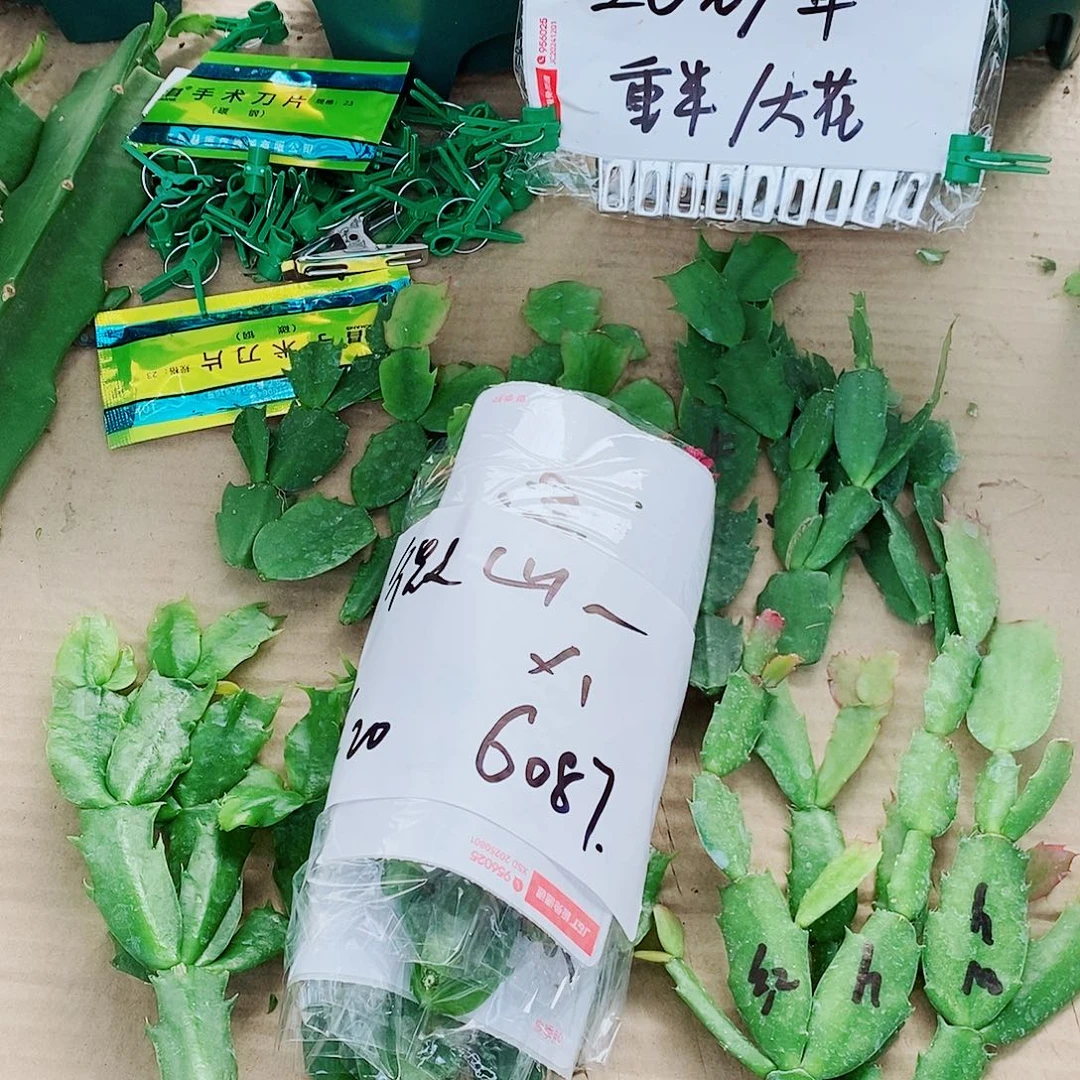 老***杨无花朵叶片福利一物一拍