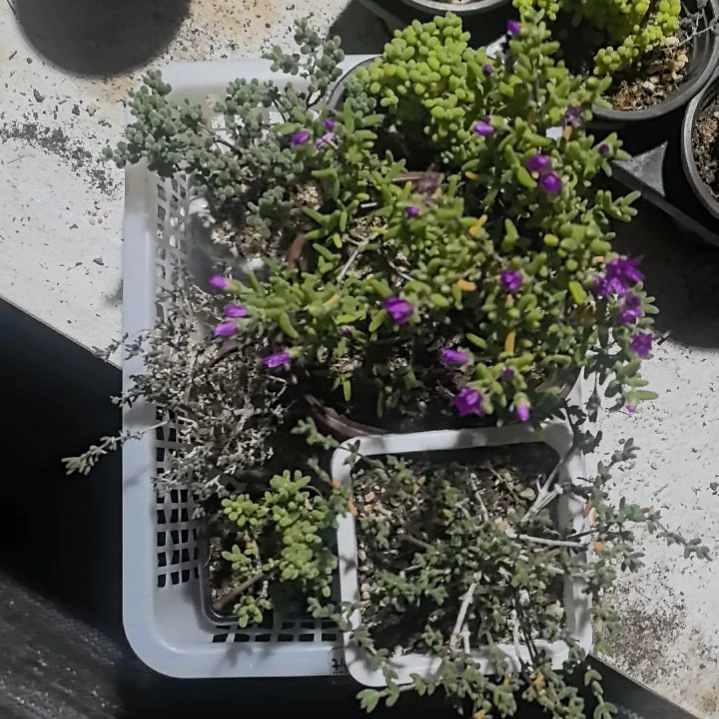 188下播套餐精品