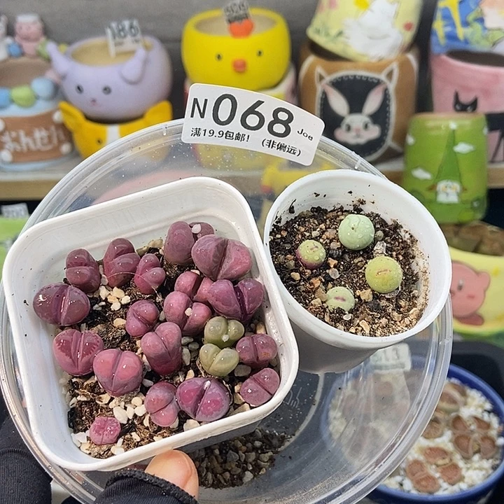 大舅生石花肉锥068