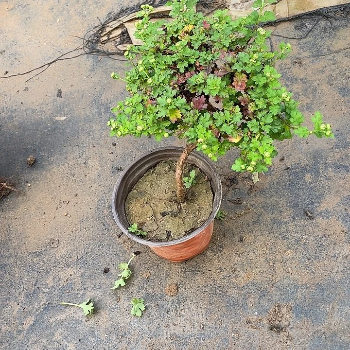 静***心无花朵35菊花菊花家