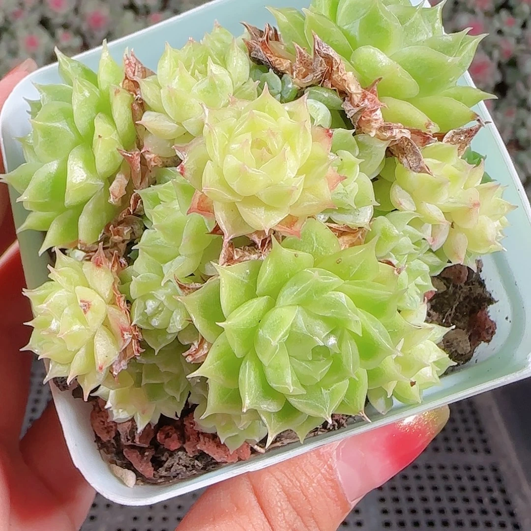 0018-72麦秆优选不包整