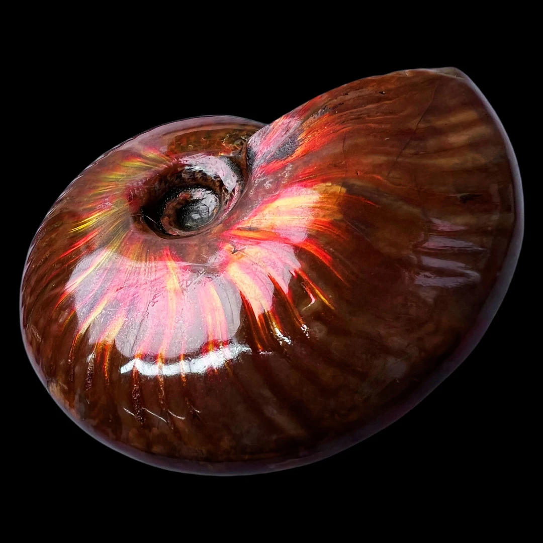 【 叶菊石（火凤凰）】77.7mm 马达加斯加 古贝壳 N-50 创意饰品 A9