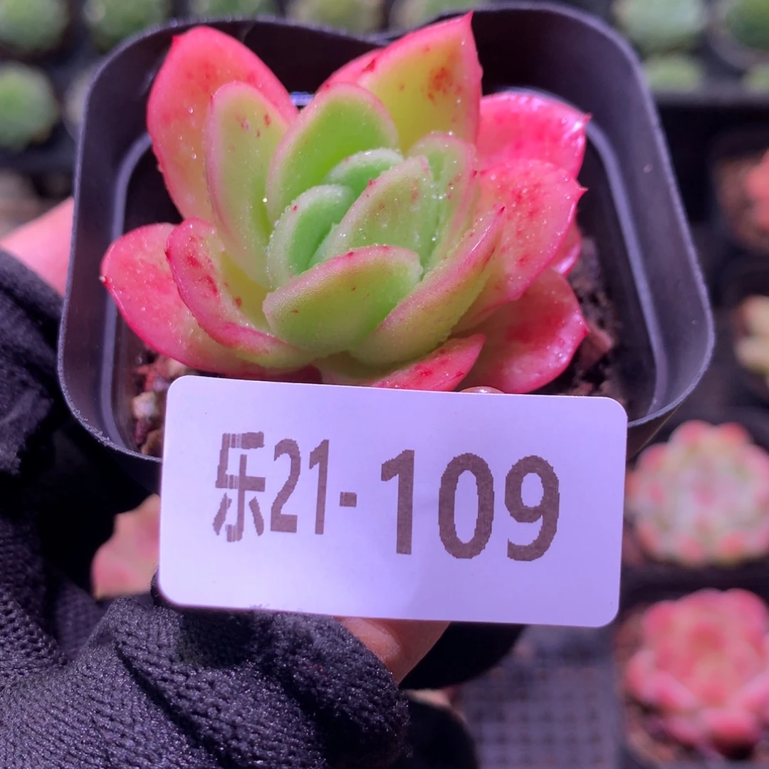 乐然21-109 冰玫瑰锦