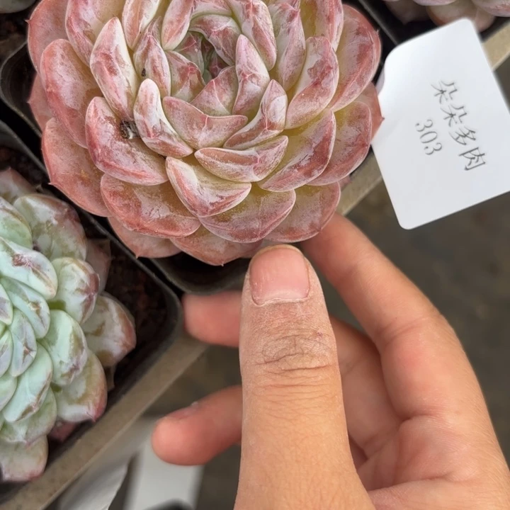 着N后303呀呀呀呀呀呀呀呀呀呀呀