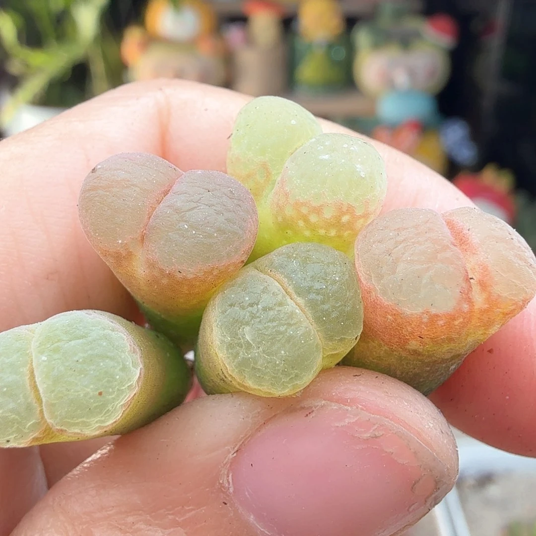 3.20.101/1453.9樱花5个/