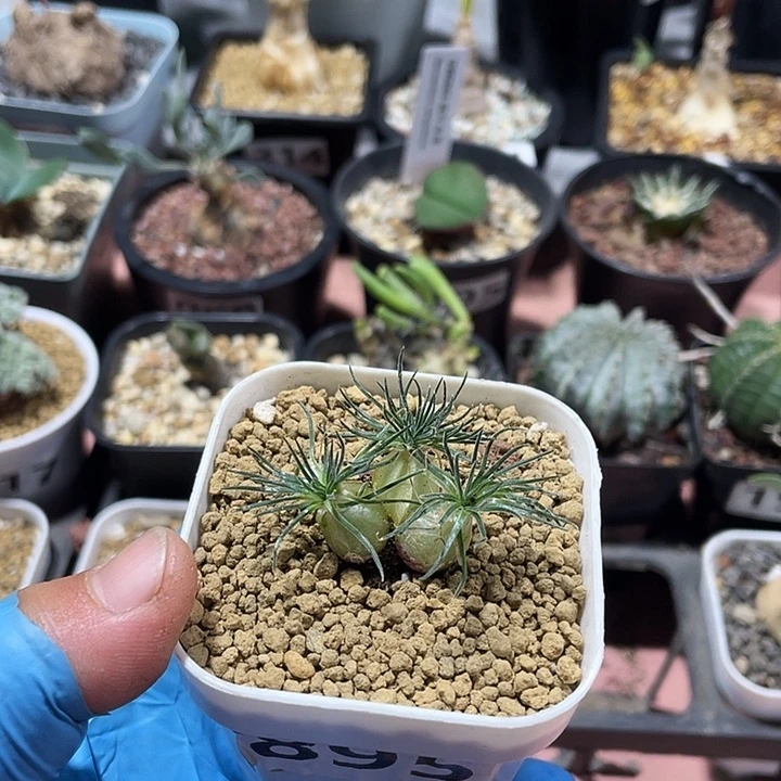895毛叶迷你海葱3头