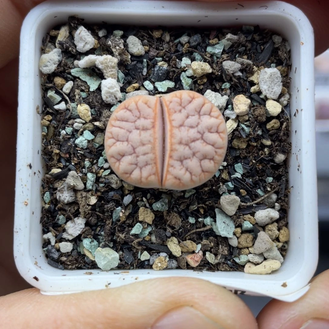 00000000000000000000391