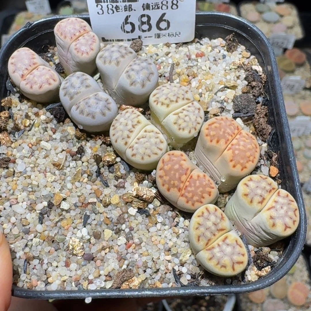 Ssss精品生石花686