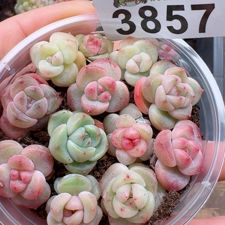 多肉植物多肉植物