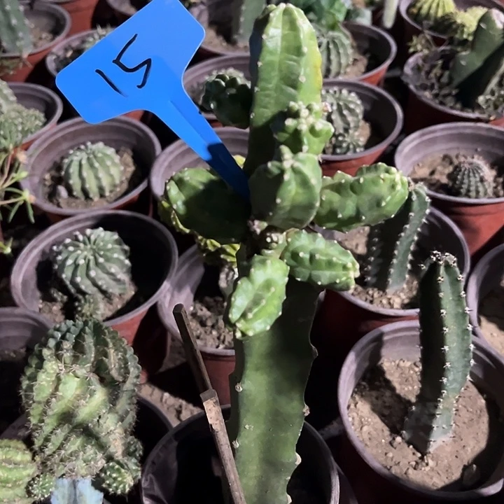 桃太郎不保掉侧芽15
