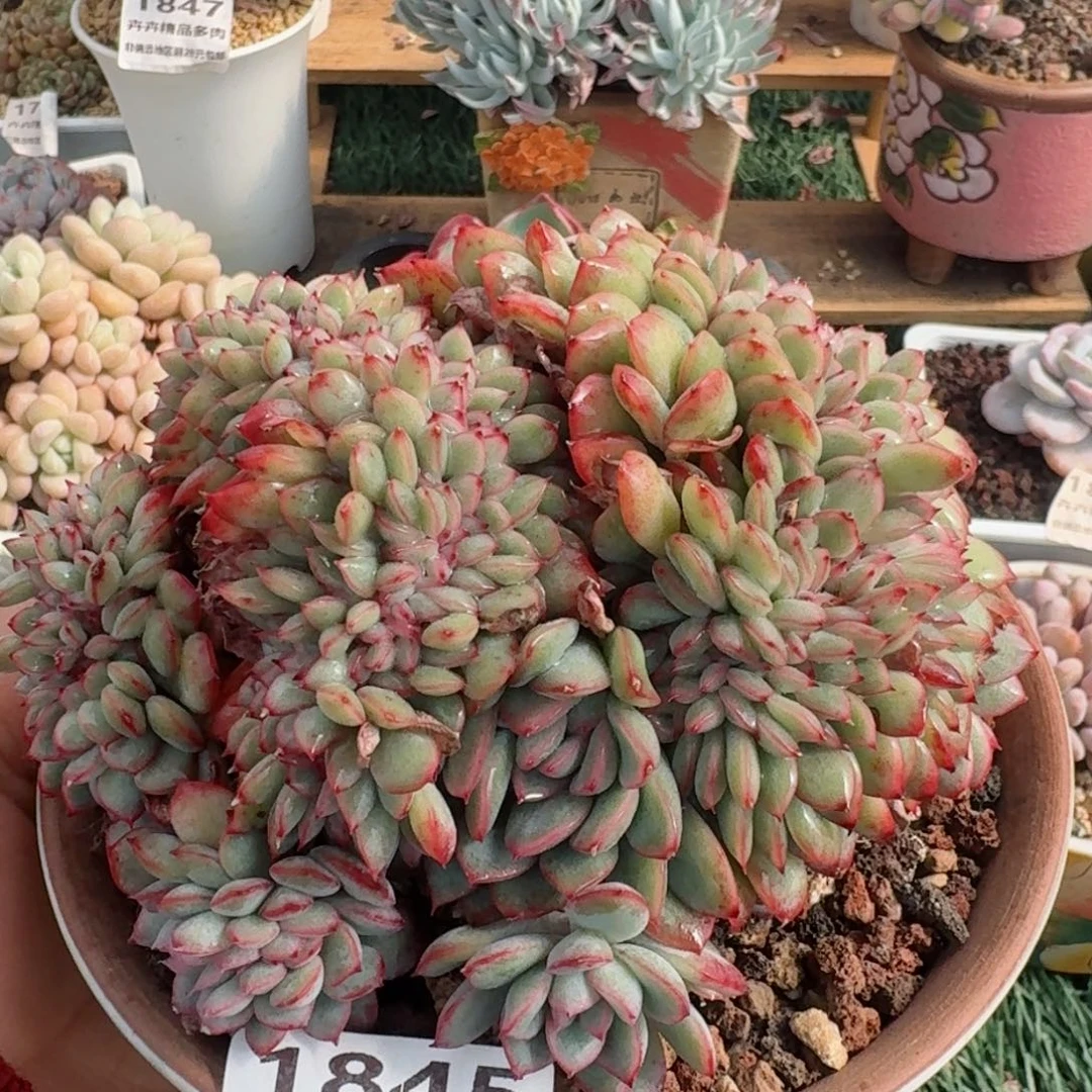 1845一物一拍（满28包邮