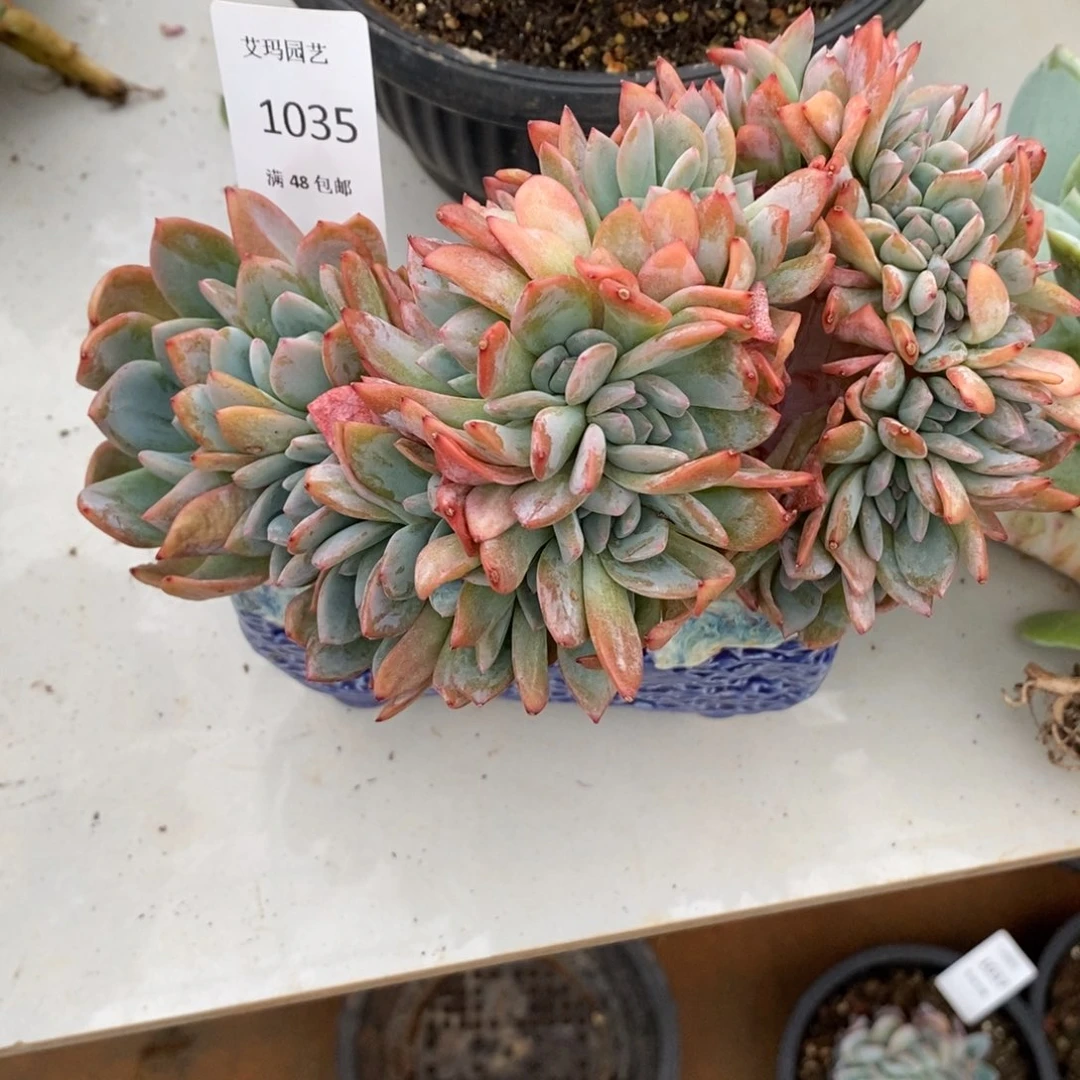 养****?全明星缀化朵朵多肉035