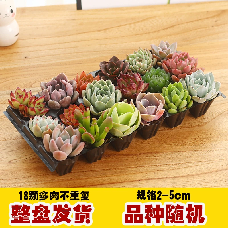 【主播补贴】多肉18件套带穴盘不重复豪华套餐基地直发 多肉组合