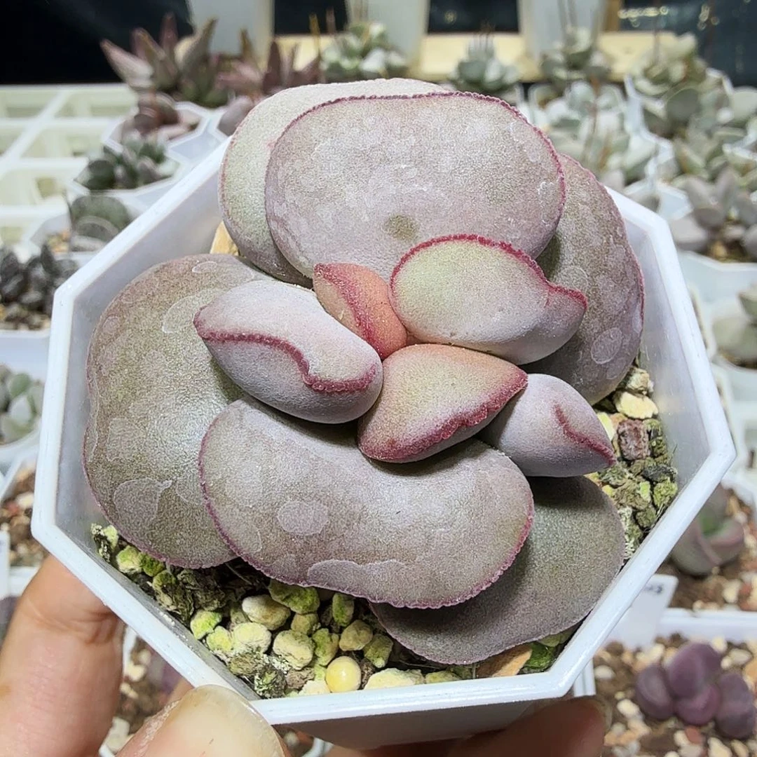 白肌红蛋水泡多肉植物