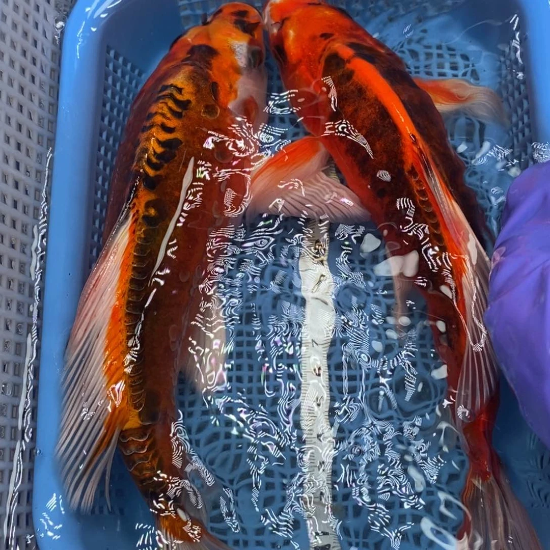 锦鲤冷水锦鲤包邮