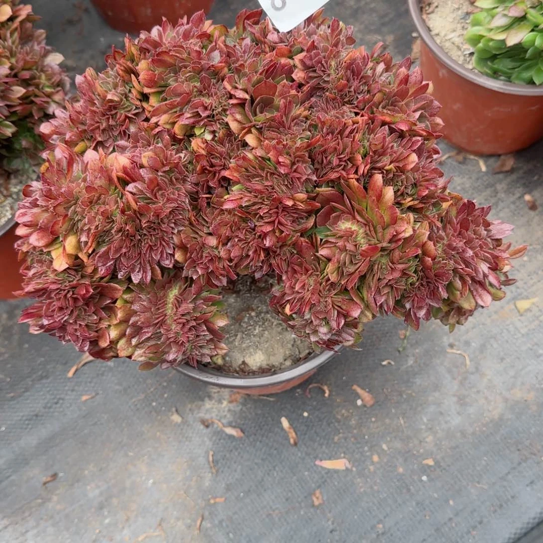 女****子840多肉植物万缀