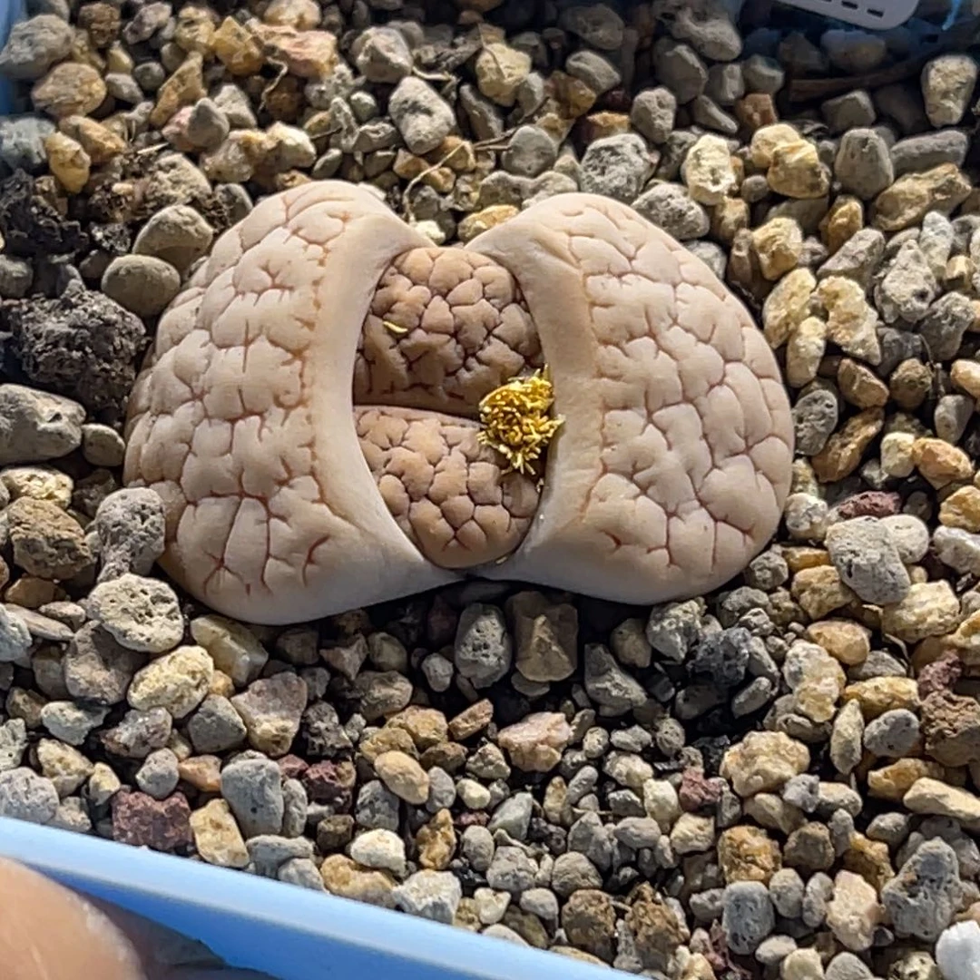 1531白底凹凸189尺寸3.3