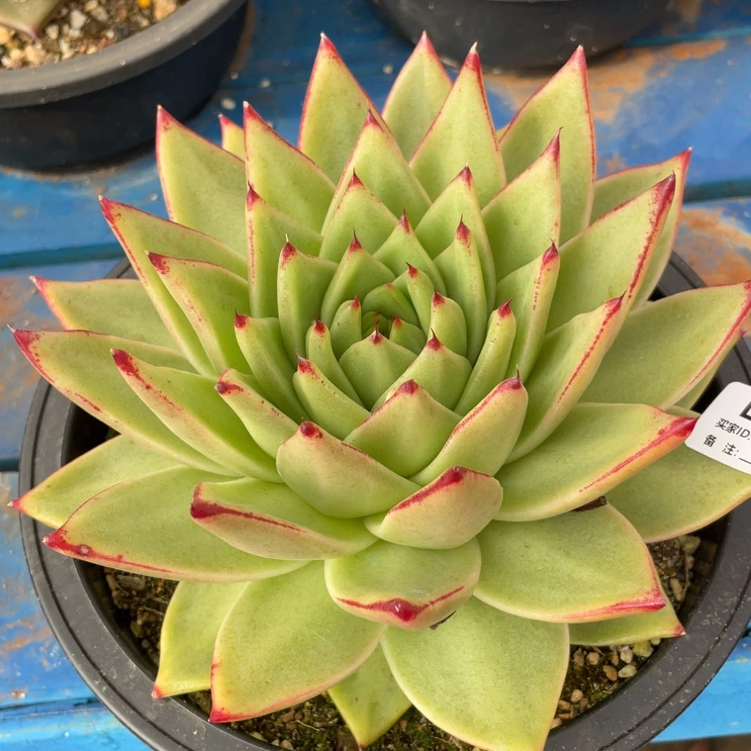 无花朵若如东云组拍E850