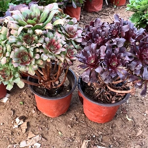 2棵玫瑰玫瑰玫瑰