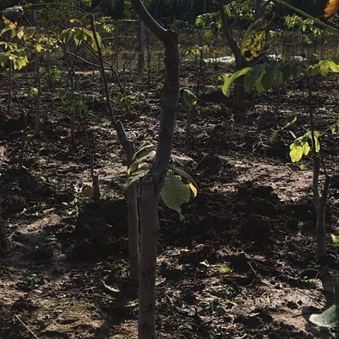 海***洋赵喜南疆文玩核桃树苗