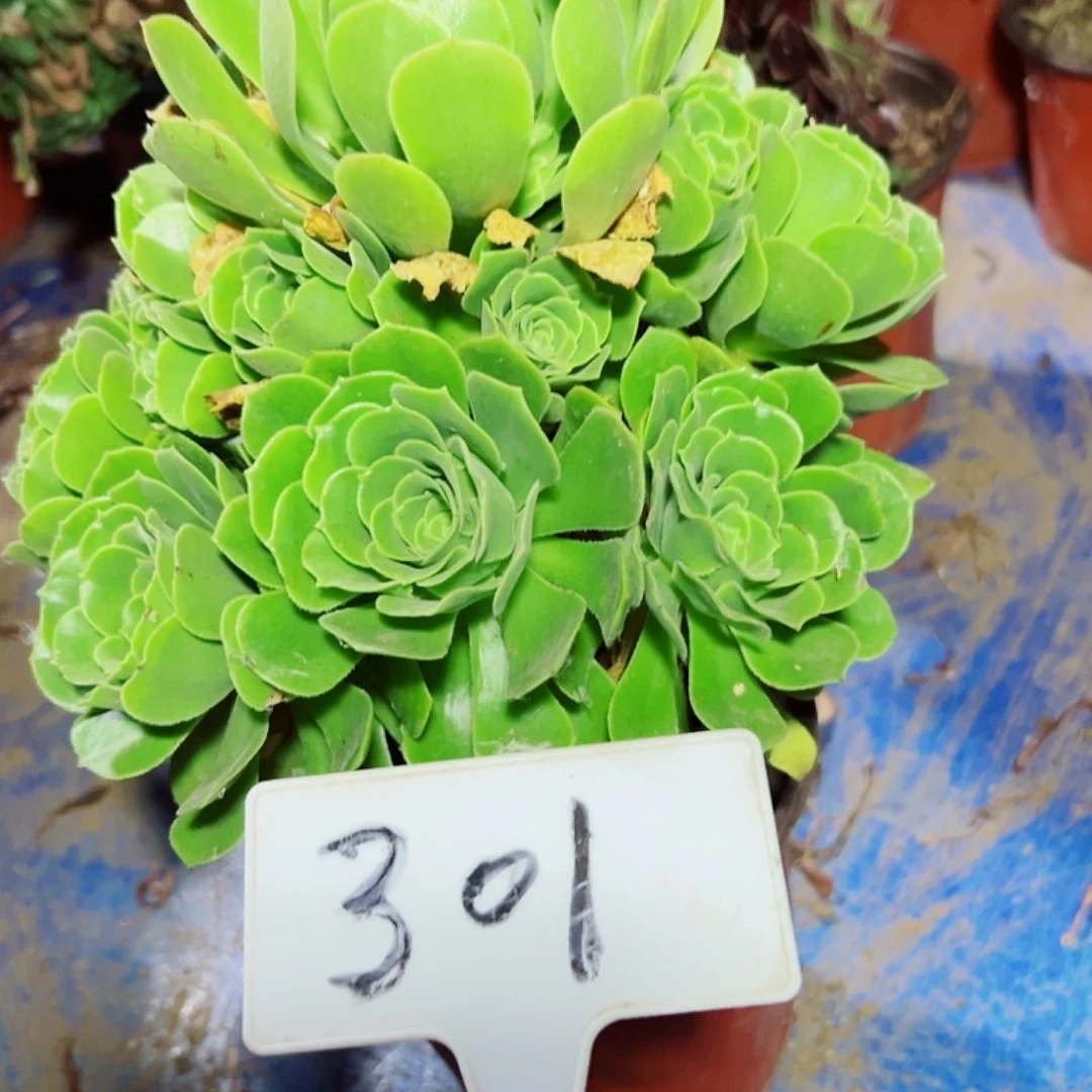 多肉植物绿羊绒法师