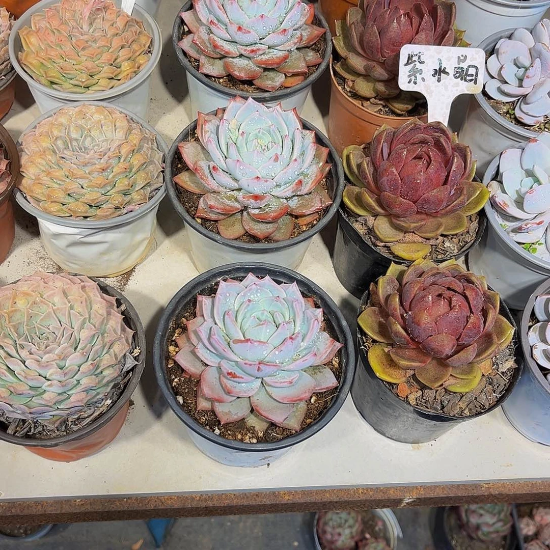 粉蓝鸟多肉9.9给2盆