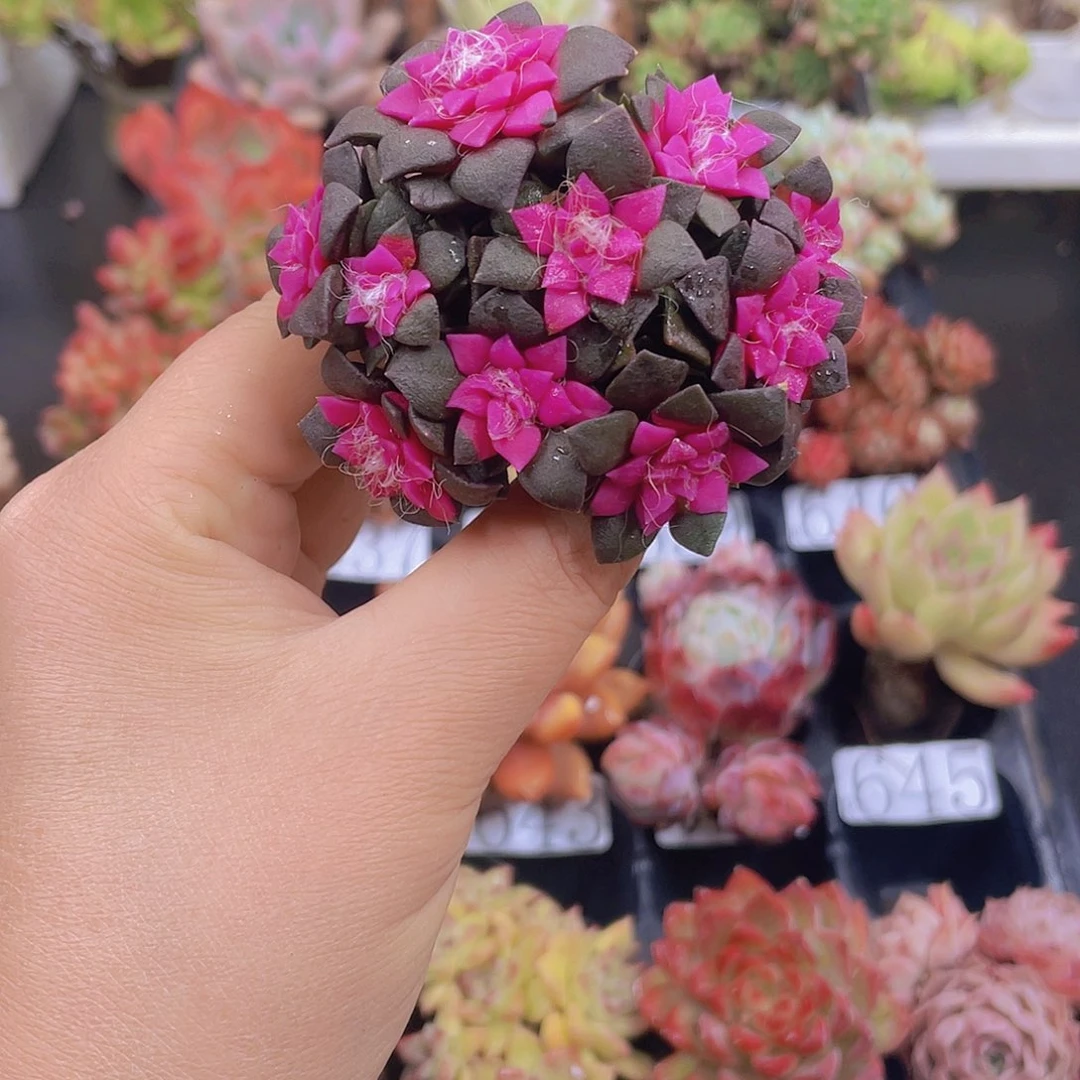 多肉无土栽培多肉植物