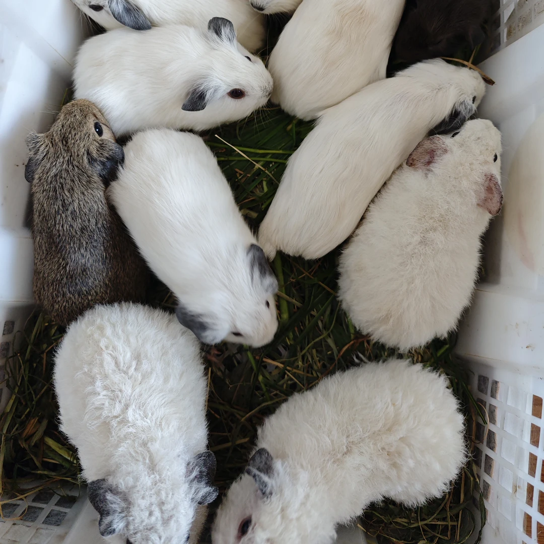 588  荷兰猪 拍下截图给客服