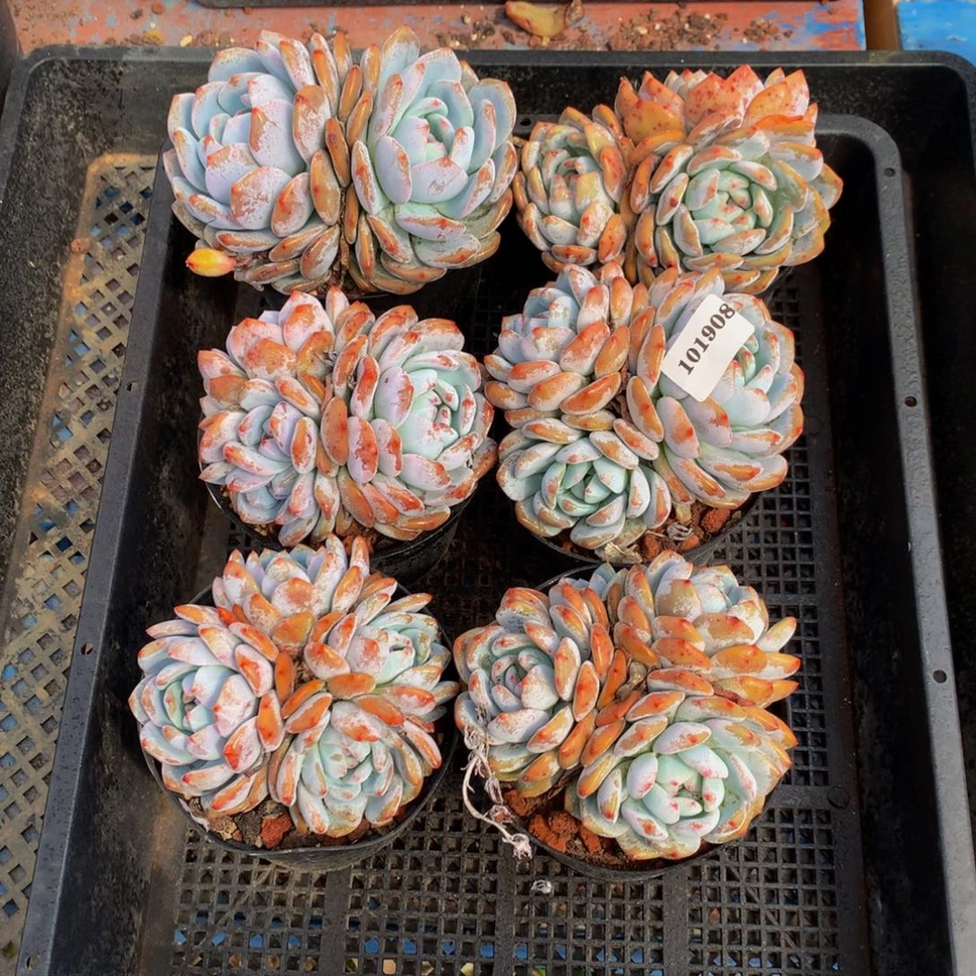 101908六个嗯嗯嗯嗯嗯嗯嗯嗯好喜欢