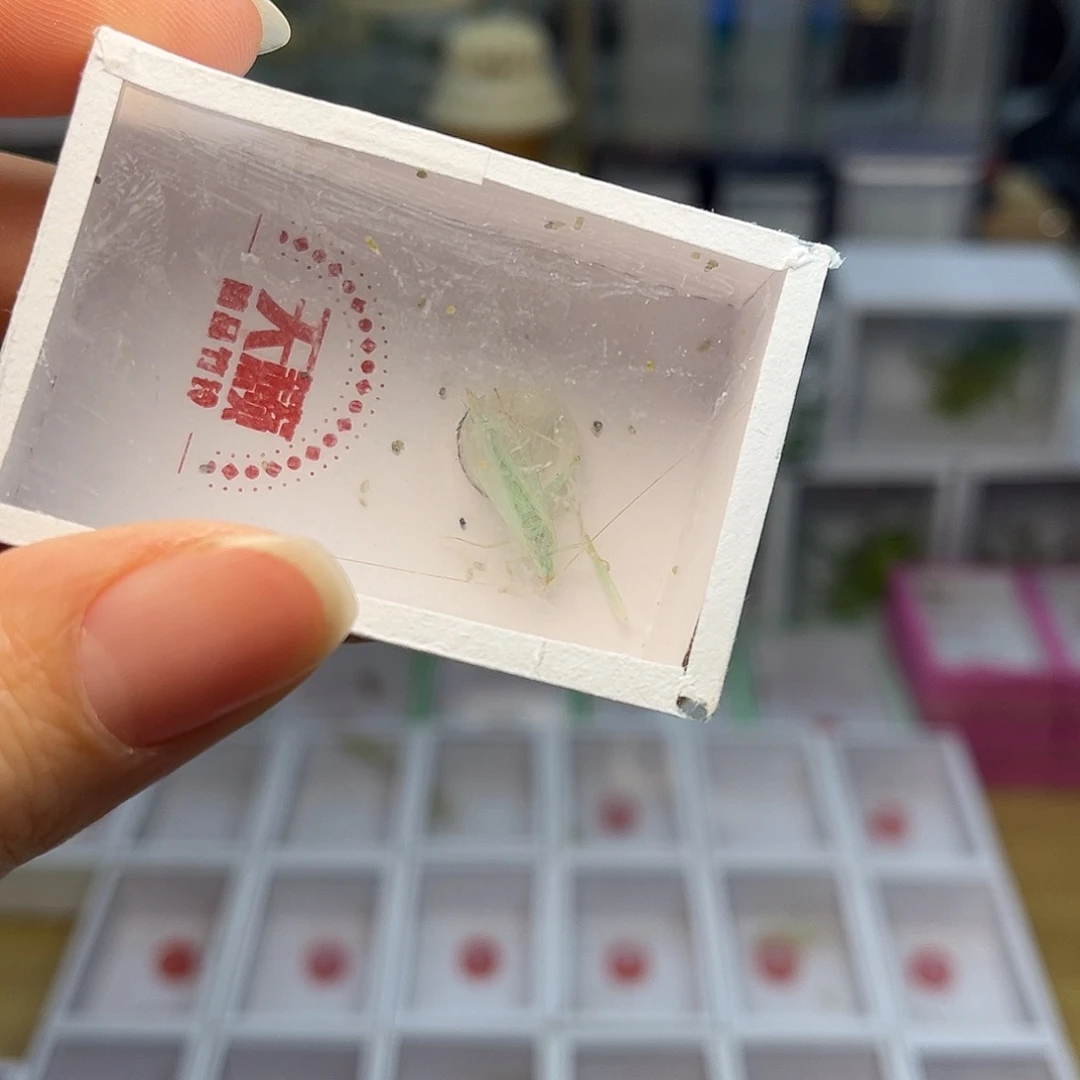 蚂蚁工坊蓝竹。