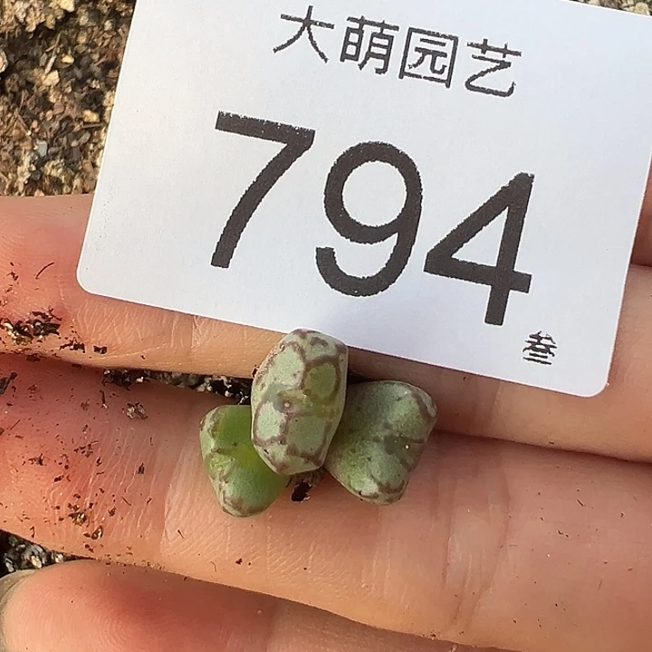 一物一拍红线元宝。  794