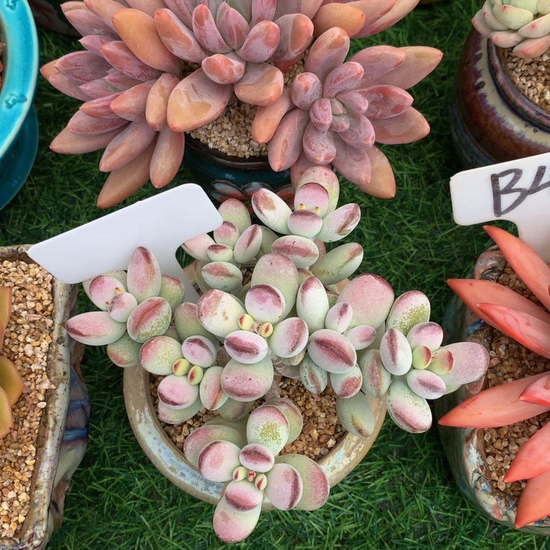 玫乒乓福娘多肉植物ueyey